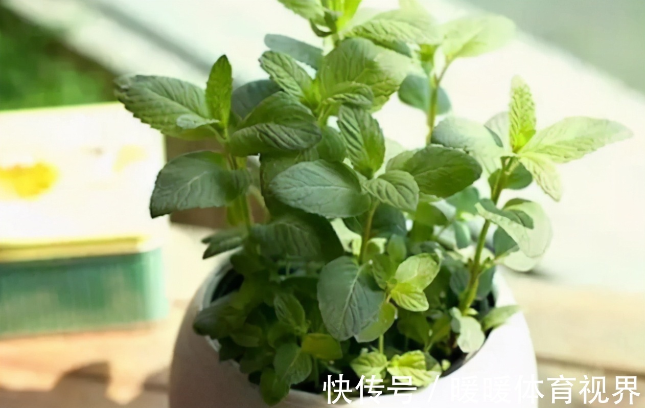 芦荟|这3款植物既能赏又能吃,盆栽养眼、养身!