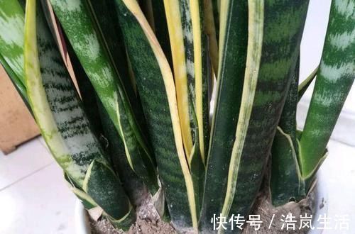 吸油烟|3种植物特能吸油烟，厨房养盆栽，怎能少得了“它们”