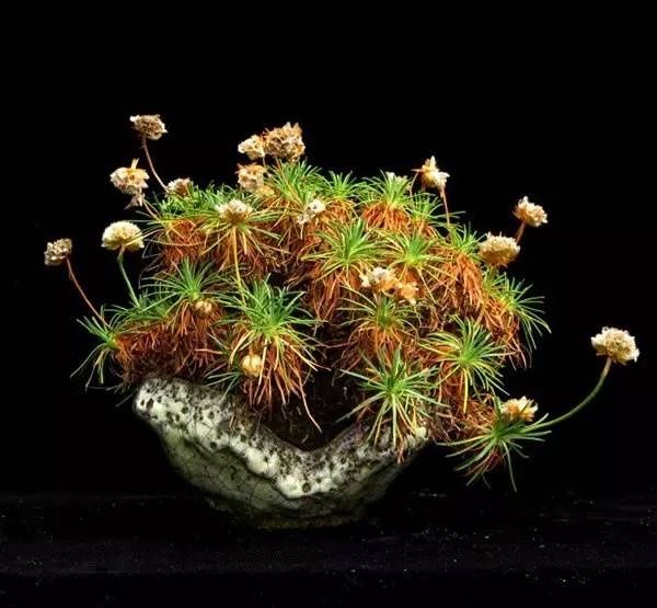 山野草，也高雅！