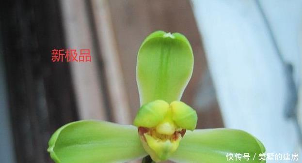 蕙兰|请欣赏蕙兰的新八种介绍及开品图片