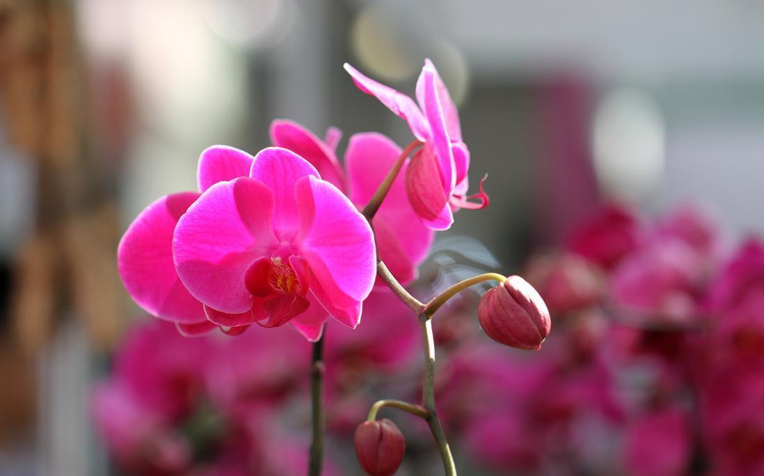 冬天花开之后从哪修剪,才能多开花?修剪后管理小技巧