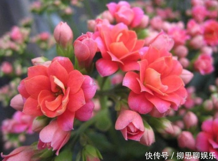 月季|4种花是“开花大户”，家里养一盆，开花“红又旺”，旺财又旺运