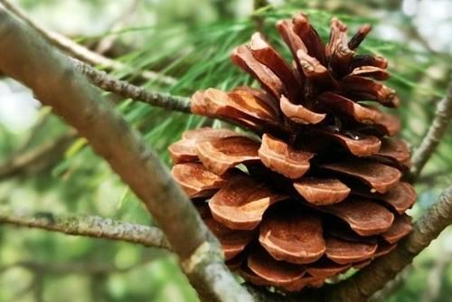 可以垫在花盆底部的4种材料，不用花钱买，趁着春季踏青捡点就行