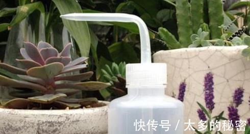 如何养好“多肉”免费教你一招“多肉”养殖技术!