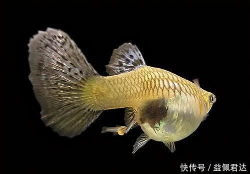 饲养孔雀鱼,永远避免不了的四大难题,也是孔雀鱼的主要死亡原因