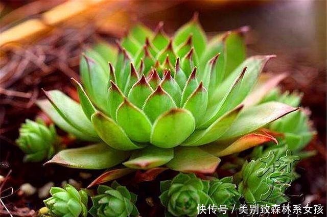 多肉中的“普货之王”,造型美寓意好,学会这“3招”,轻松爆盆