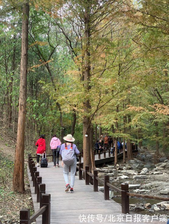 写真|北京各大公园秋日彩叶惹人醉，市民游园忙赏秋