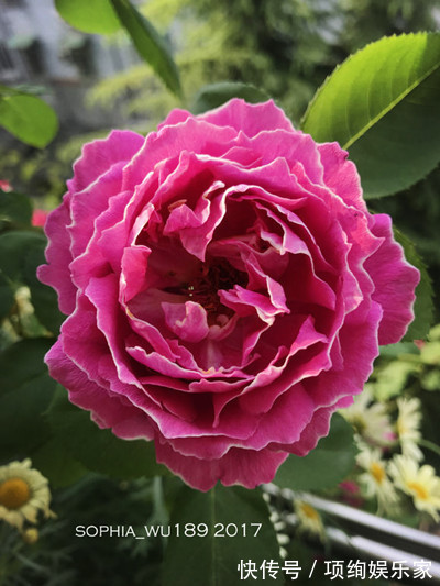 花仙子的阳台,30多种月季如瀑布,路人都停下来观望,太美了