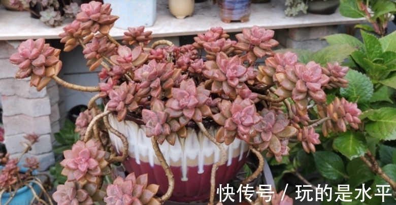 成功率|养姬胧月,按刘奶奶的方法照顾,普货也能拥有贵货的格调