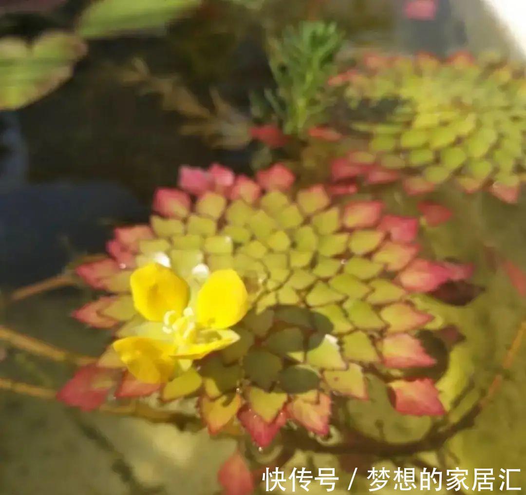 10种花太能喝水，一天一瓢水，7天爆满缸