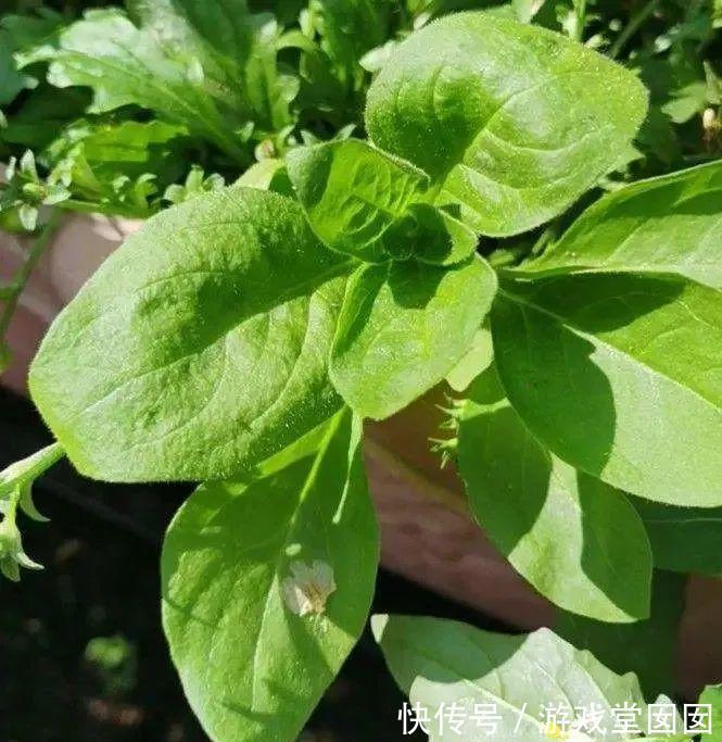 6种香草盆栽,掐个叶子就能吃,味道清香四溢!