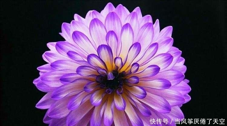 此花,美过荷花,艳过牡丹,一年能开200天,比养君子兰强多了