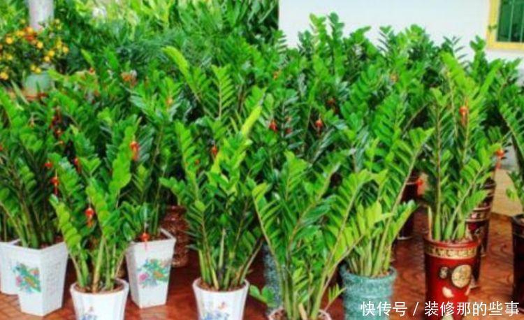 养花就养4种花,家里养一盆,财源广进,好运滚滚来!