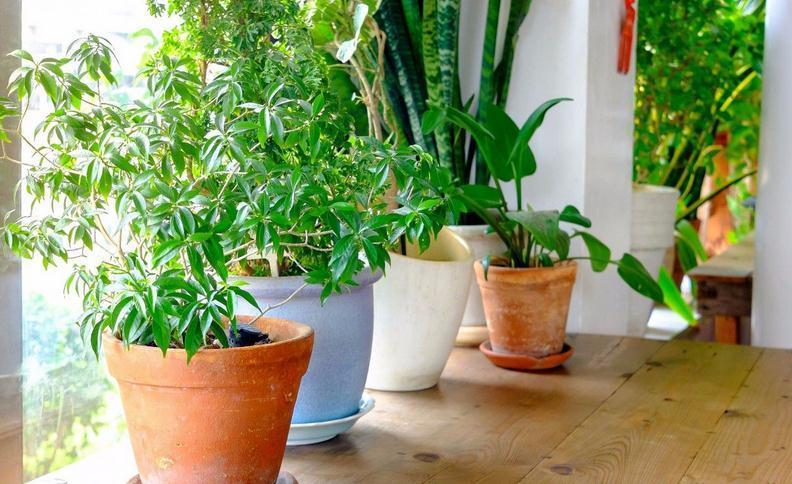 养花离不开肥料,园艺新人可这么自制,省钱又好使