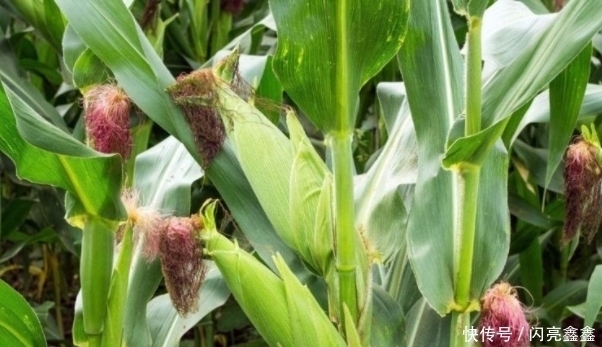 立秋后湿气重，用此物泡水，对身体有3个好处，让你排湿毒百病消