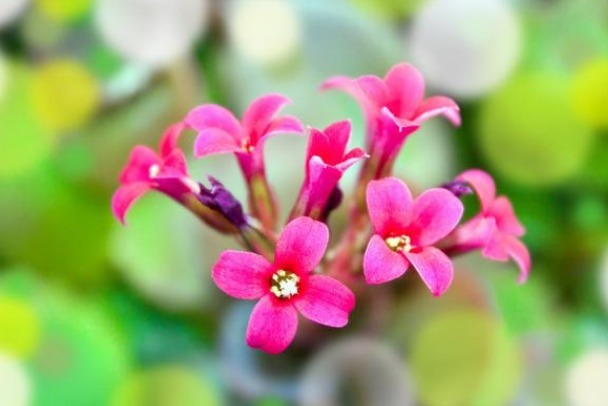 此花有“寿星花”的美称，花语是福寿吉庆，寓意长命百岁！