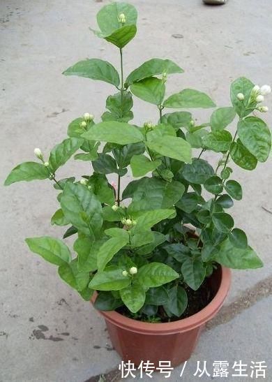 剪子|7月养茉莉花,1剪子下去“新枝条”翻倍,入秋又能“开爆盆”