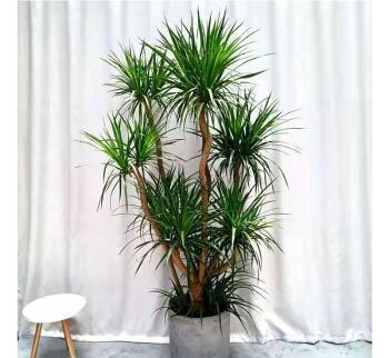 酒瓶兰|3种被人误会的“丑花”，霸气侧漏寓意好，镇宅招财又平安