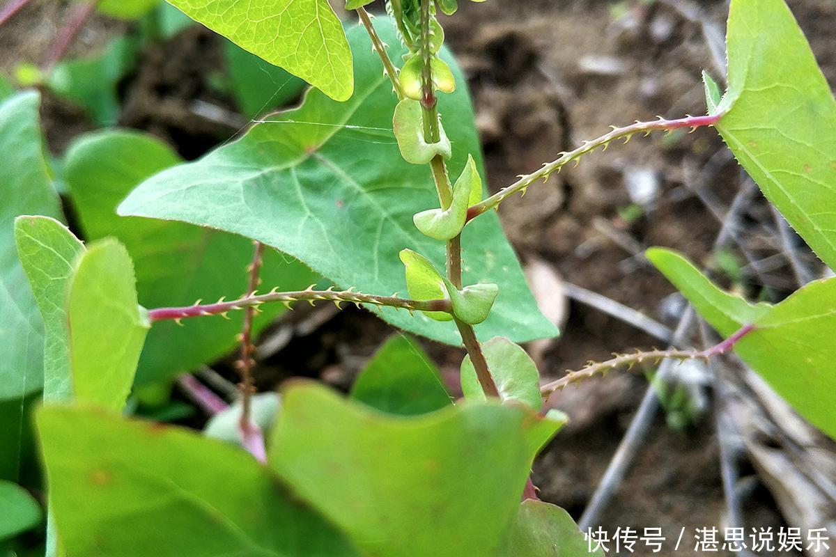 零食|农村一种有刺野草,蛇见到就跑,是治蛇伤良药,农村娃却当零食吃