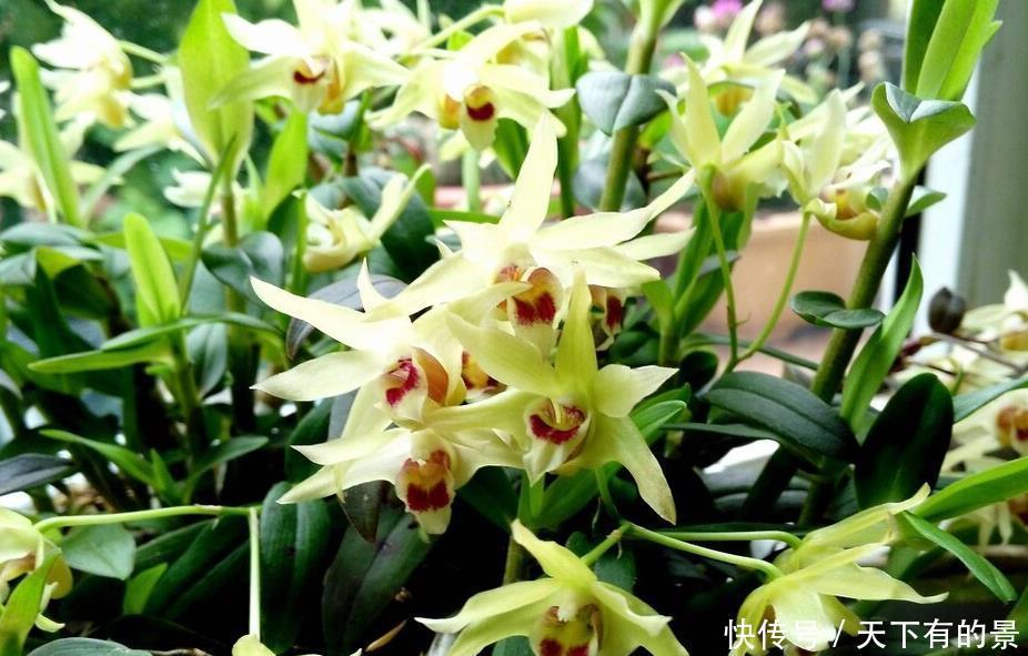 这6种植物是生活的好帮手，家里养一盆，好看好养还可备不时之需