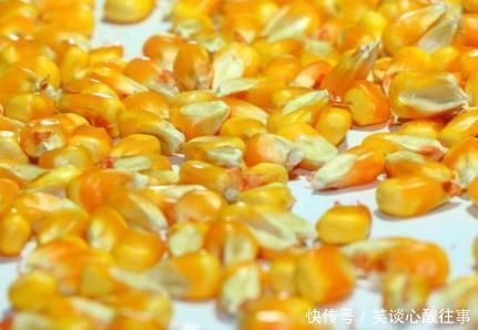 玉米能凈化血液，通腸潤便，可如此吃，就算生病也是自找的