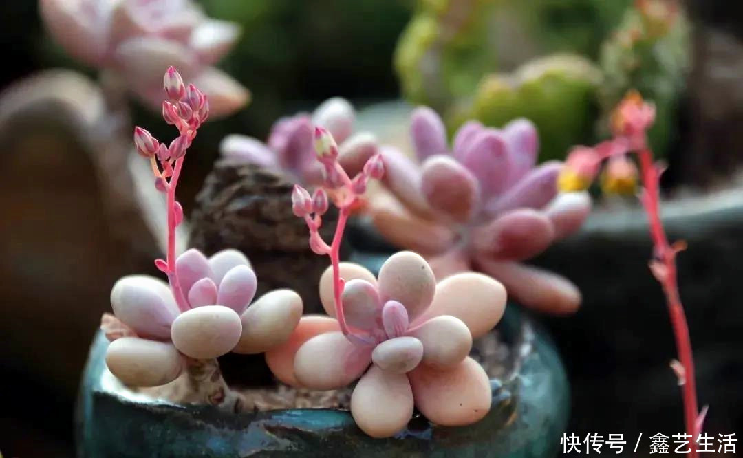 多肉植物|夏天多肉“防腐”有妙招!做好这三件事,不烂不腐不化水,超实用!