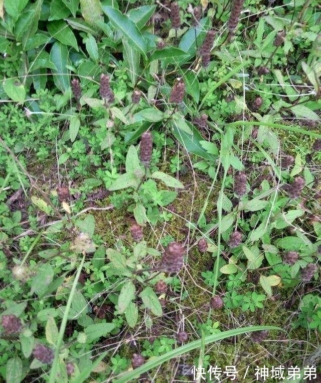野草|这野草,学名“夏枯草”,是中药“珍宝”,野外遇见,请勿错过!