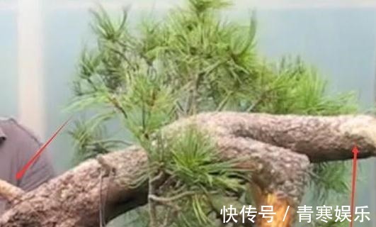 舍利|白骨森森,的舍利松树盆景图解,10图10个步骤,为大家解惑