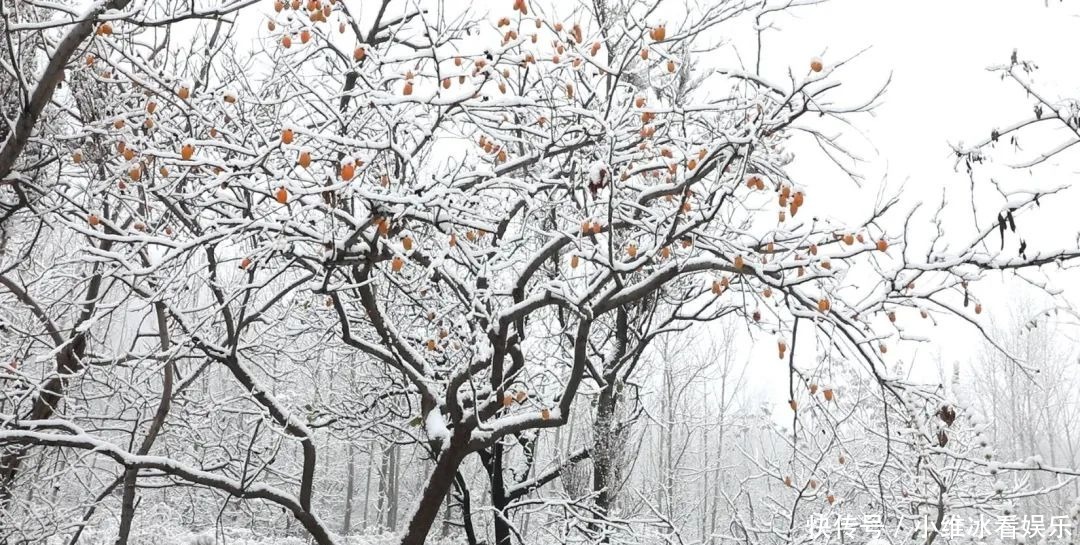 签收|邹平今冬初雪美景已到货，快快签收