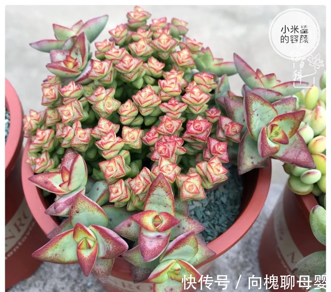 一种爱好就是一种境界,养花养多肉可以培养一个人的心境!