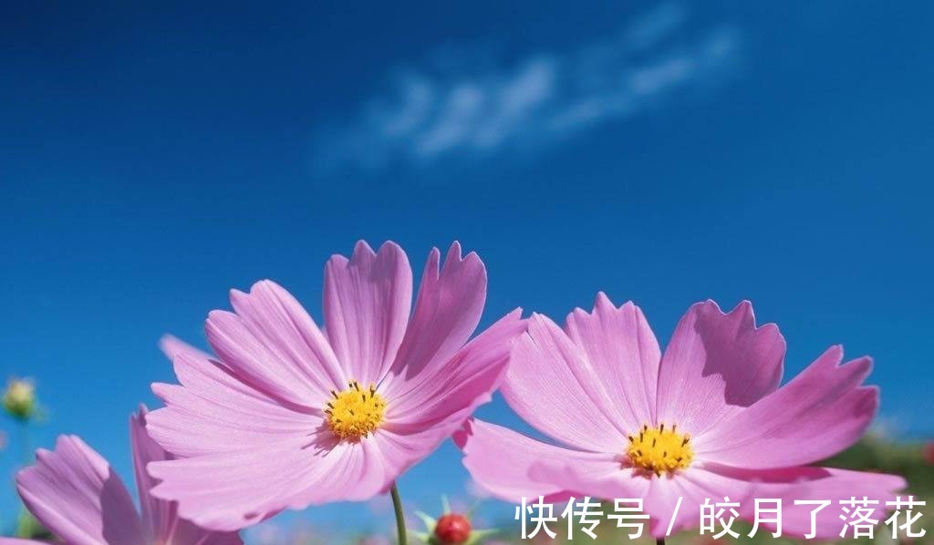 波斯菊|养花试试这几款,从春季到冬季,几乎开花不停歇!