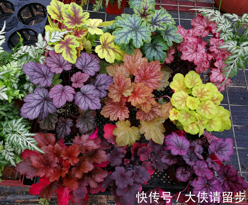 “人养花三年,花养人一生!”家居盆花100种,总有几款你喜欢