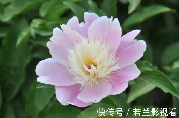 思维方式#老实人心直口快,背会4句为人处世的“口诀”,才能福从口入!