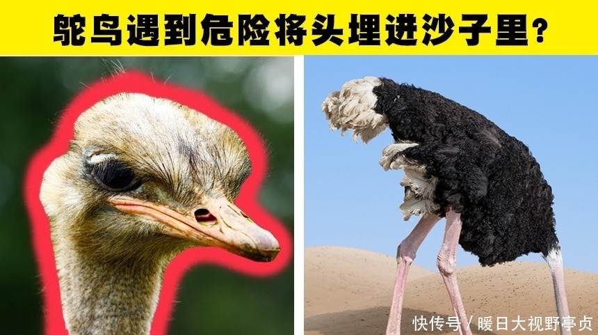 红色并没有办法刺激公牛!一直以来你可能错误相信着的5个小知识