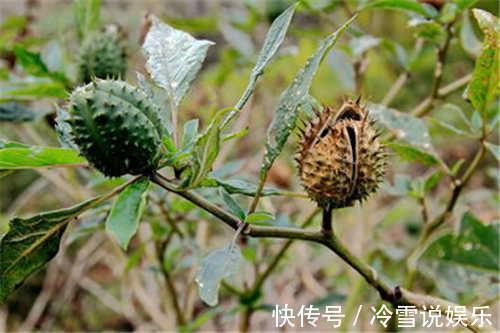农村|它是曼陀罗的种子,也是农村的“刺头”,可以治疗多种疾病