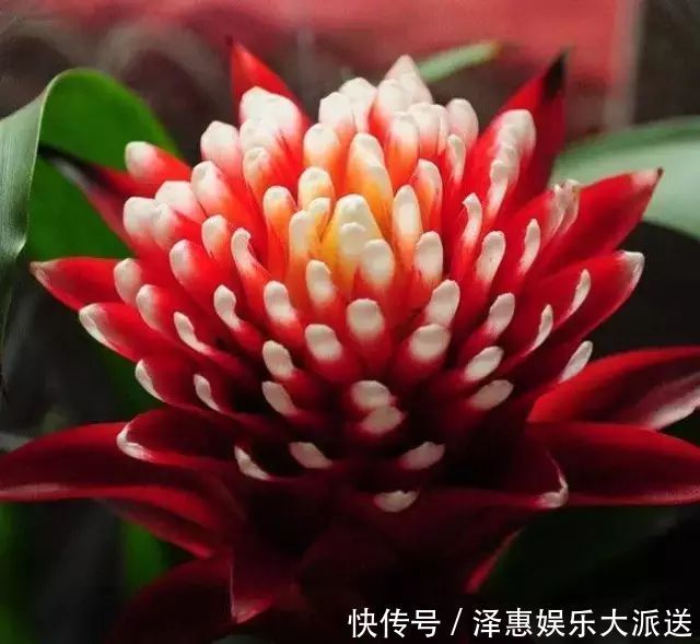 象征文|此花像是燃烧的火把一样,是无数人内心的火焰,永不放弃的象征