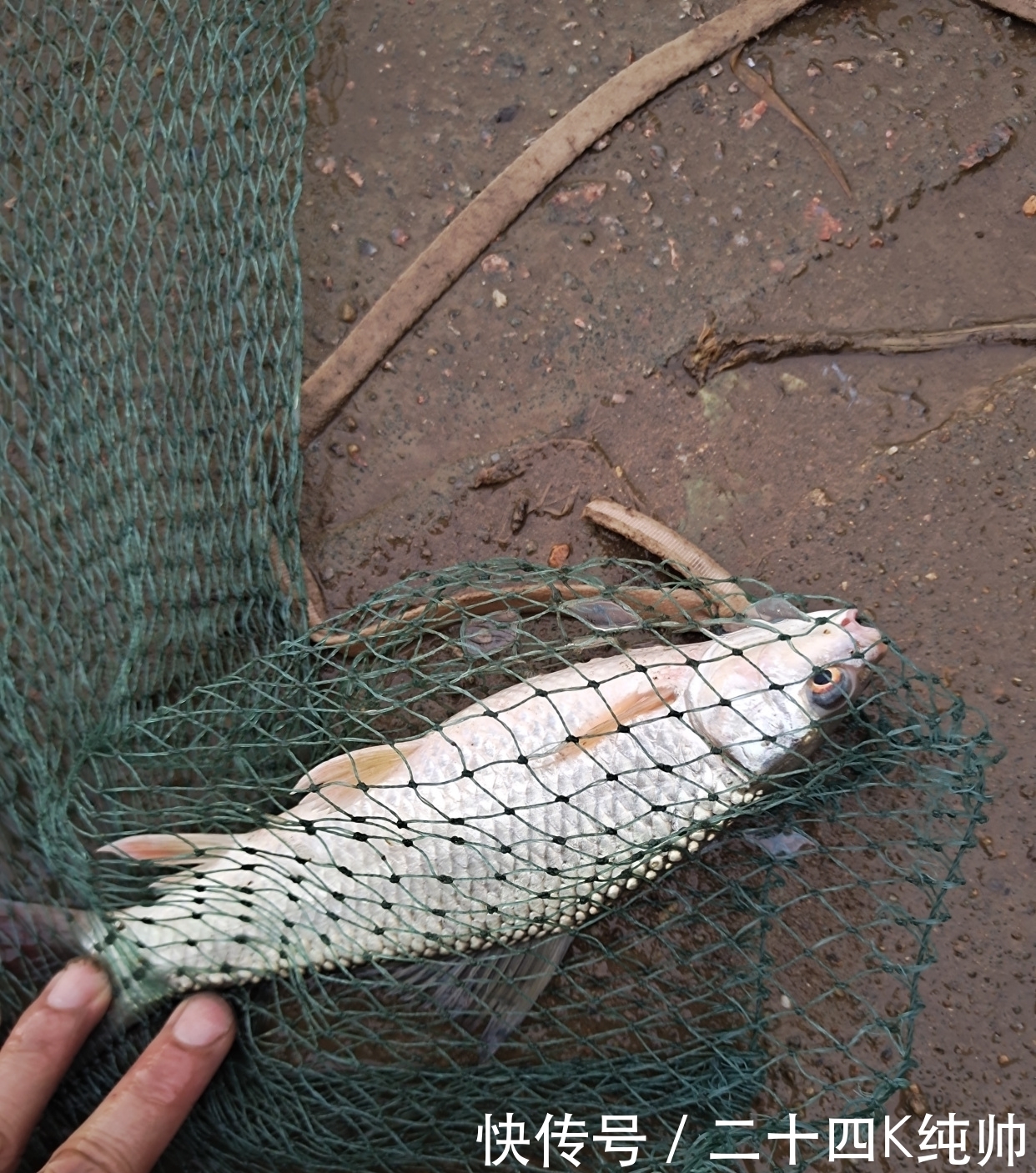 垂钓|在夏季垂钓开饵是关键点，关键点就在于饵料的状态，来了解下吧