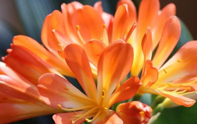 把“君子兰”养的开花不断，掌握关键3点就够了，不黄叶、不夹箭