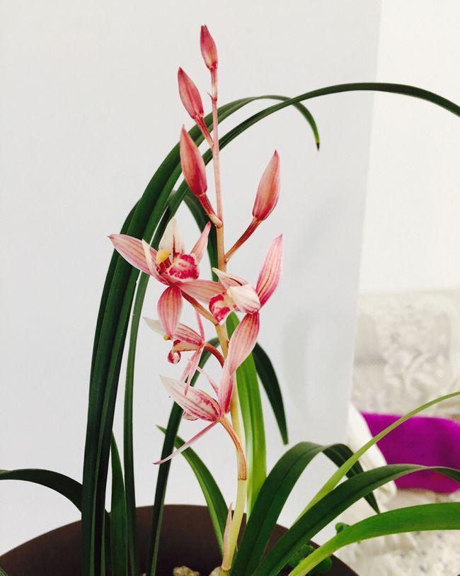 16种耐阴花,就算阳光不足,也能年年生长、开花