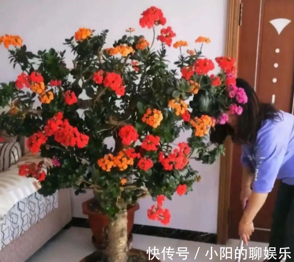 “寿命长”的11种花,好养寓意好,越养越值钱