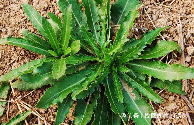 养生|深山农村人喜爱的3种野菜，不仅味道鲜美，用来养生也不错！