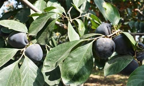 春天不妨常吃几种食物，美容养颜，缓解脸部的皱纹，显年轻！