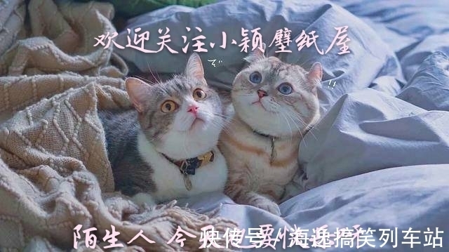 小颖|神仙·头像丨坐中亦有江南客,莫向春风唱鹧鸪