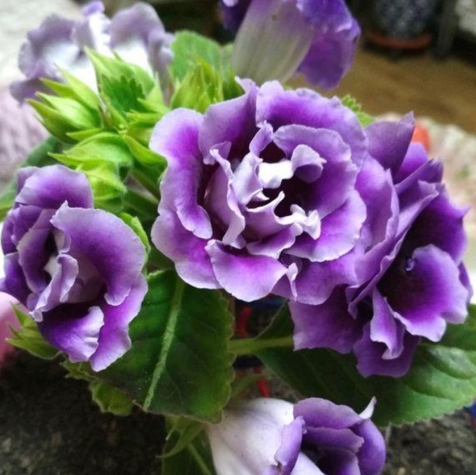 “此花”没有哪种花能与之“媲美”，堪比玫瑰和牡丹，娇艳绚丽！