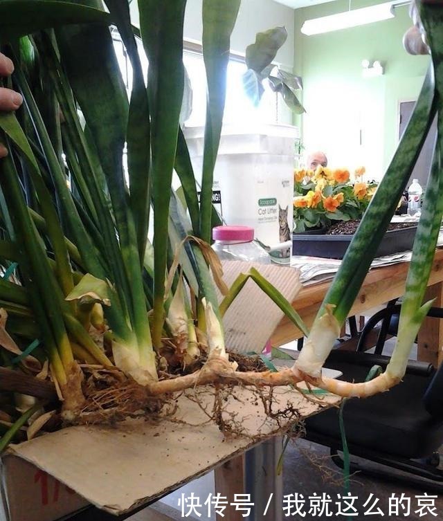 虎皮兰“僵住了”死活不长个,3个“舒服法”,新芽新叶嗖嗖冒!