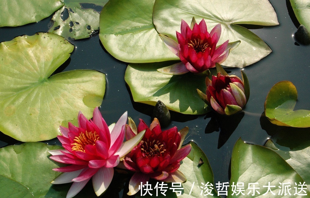 此花是神圣之花，在古希腊被当做供奉给神女的花，有着无限的魅力