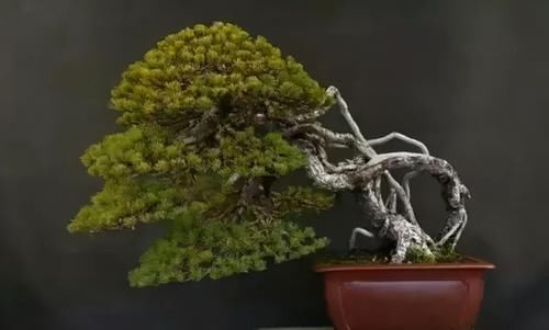  提根盆景的制作并不难，但做到了极致，以根代干，可以从头美到脚