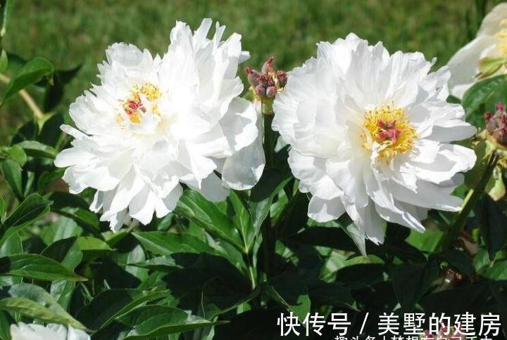 花花草草|原来花花草草也有这么多“雅称”