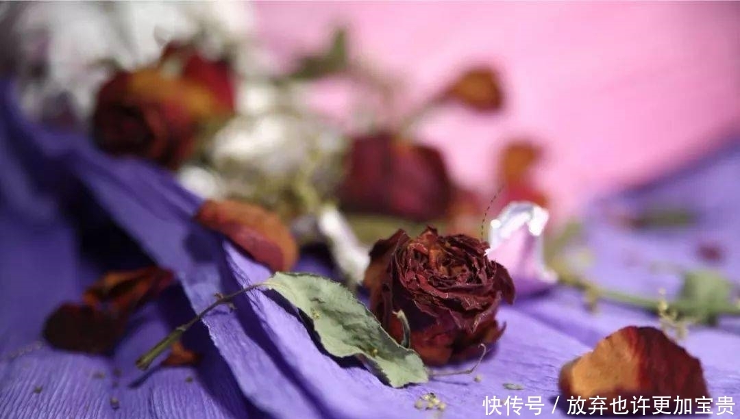 沈从文:玫瑰与九妹!