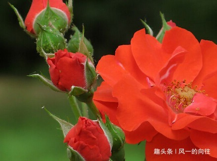 家养月季总是难开花,做好这几个小细节,轻松花开爆满盆